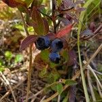 Vaccinium angustifolium Плід