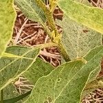 Solanum campylacanthum Écorce