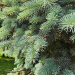 Abies magnifica Leaf