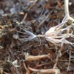 Launaea fragilis Fruit