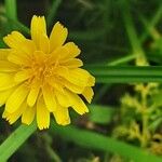 Scorzoneroides autumnalis Blüte