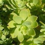 Sedum palmeri Blad