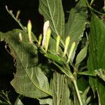 Ruellia stemonacanthoides Blad