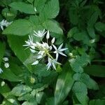 Allium ursinumFlower