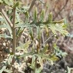 Grindelia anethifolia
