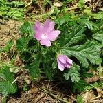 Malva moschata Хабит