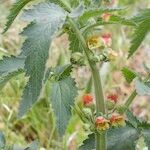 Scrophularia grandiflora Máis