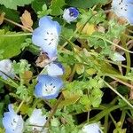 Nemophila menziesii Květ