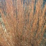 Schizachyrium scoparium Ліст