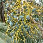 Livistona chinensis Fruit