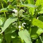 Lamium albumFlor