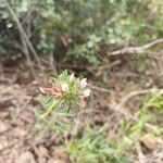 Anthyllis vulnerariaFlower