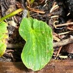 Caltha leptosepala Foglia