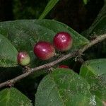 Casearia coronata 果實