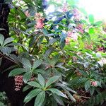 Medinilla pendula 整株植物