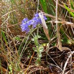 Veronica orsiniana Habitus