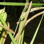 Paspalum virgatum Plod