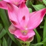 Curcuma alismatifolia Flor