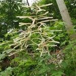 Aruncus dioicusFlower