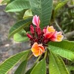 Plumeria rubraFlower