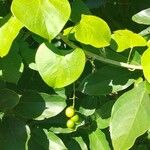 Tinospora cordifolia 葉