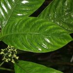 Notopleura anomothyrsa Flower