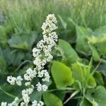 Galium boreale 花