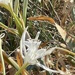 Pancratium maritimum Flor