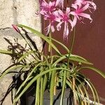 Nerine bowdenii Habit