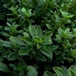 Amaranthus blitoides Leaf