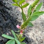 Indigofera hirsuta Λουλούδι