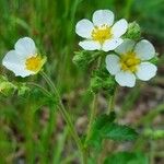 Drymocallis rupestris Plante entière