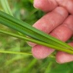 Scirpus atrovirens Лист