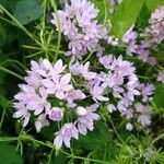 Allium massaessylum Flower