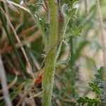 Pedicularis gyroflexa Casca