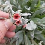 Pardoglossum cheirifolium Flower