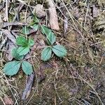 Fragaria virginiana Blatt