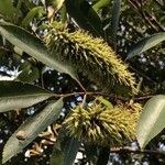 Cunonia capensis Hoja
