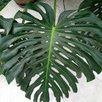 Monstera deliciosa Листок