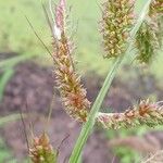 Echinochloa crus-galli Плод