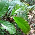 Erisma uncinatum Leaf