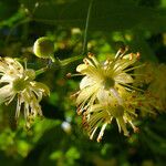 Tilia platyphyllos Kvet