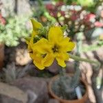 Pachypodium rosulatum Blüte