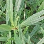 Valeriana angustifolia Blatt