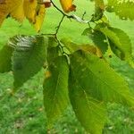 Acer cissifolium Folha