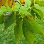 Acer cissifolium Leaf