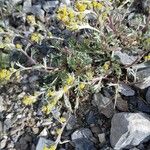 Artemisia umbelliformis Цвят