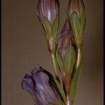 Gentiana sceptrum Flor