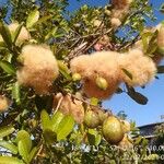 Eriotheca pubescens Fruit