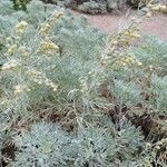 Artemisia arborescens花